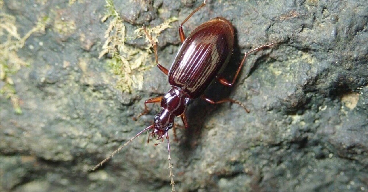 デカい！異様な大きさのパイザラゴミムシ DSC_8255-400x400.jpg