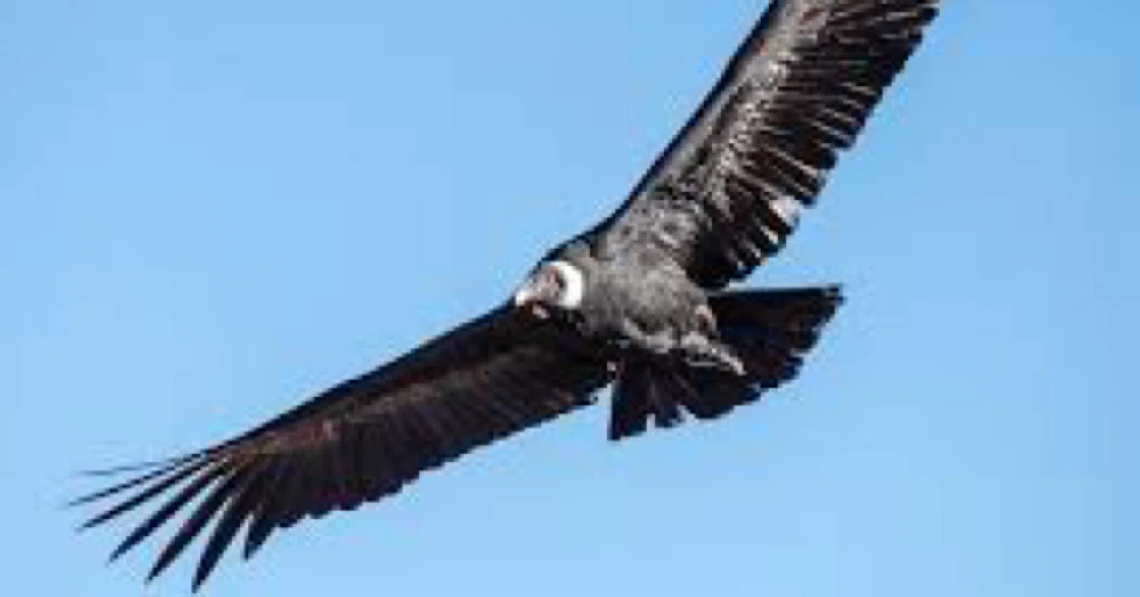 Condor flying high｜The Sephiroth clan