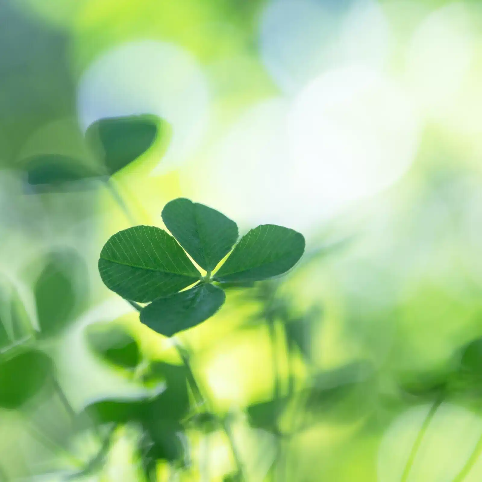 さちマロ🍀心穏やかに生きるヒント