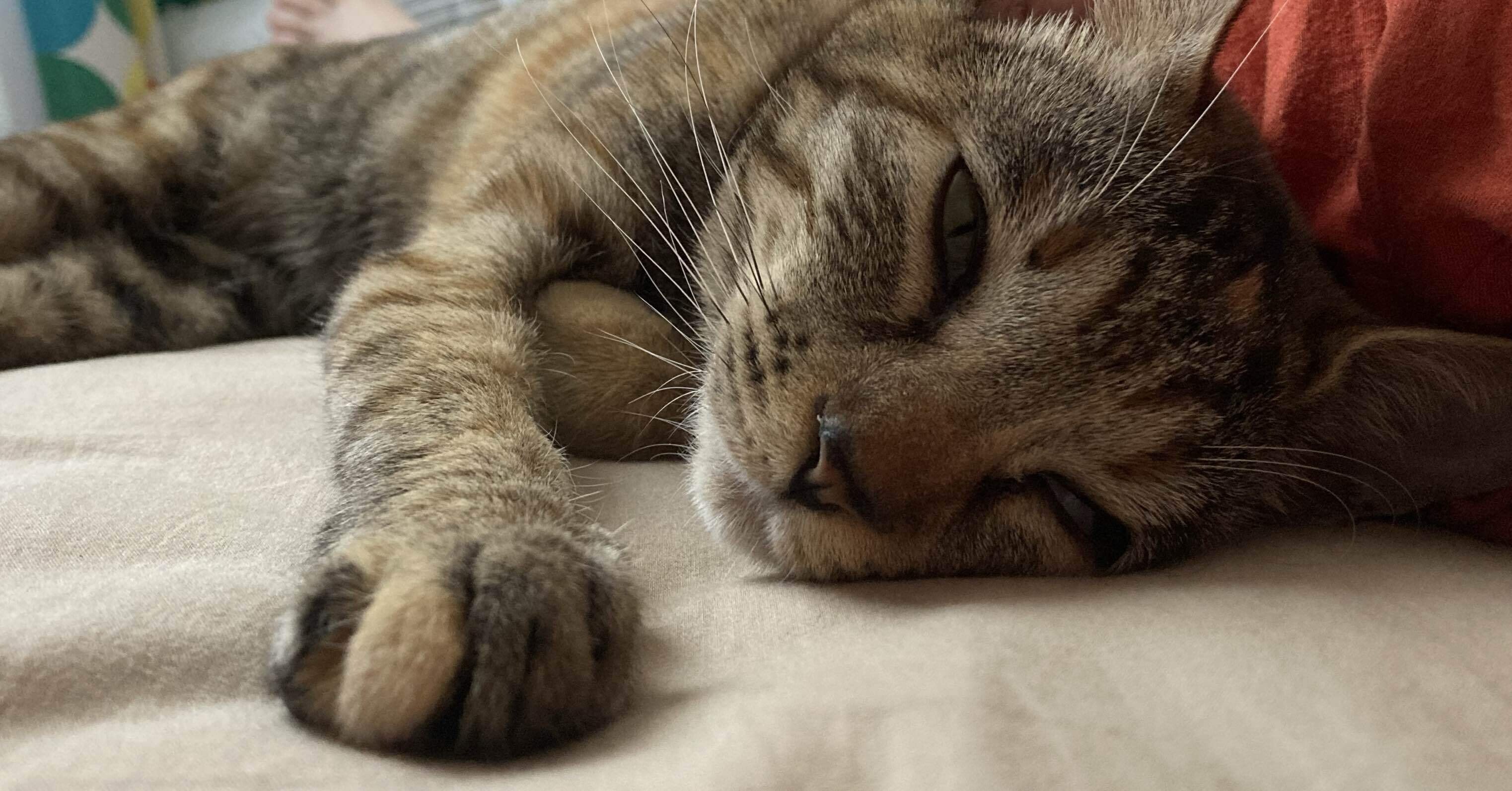 24.サビ猫？ミケ猫？茶トラ？実は麦わら猫？｜madoka