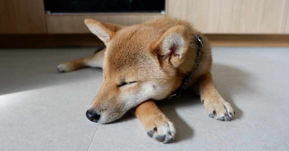 忙しい日々に犬 パリの柴犬ピスタッシュ Note