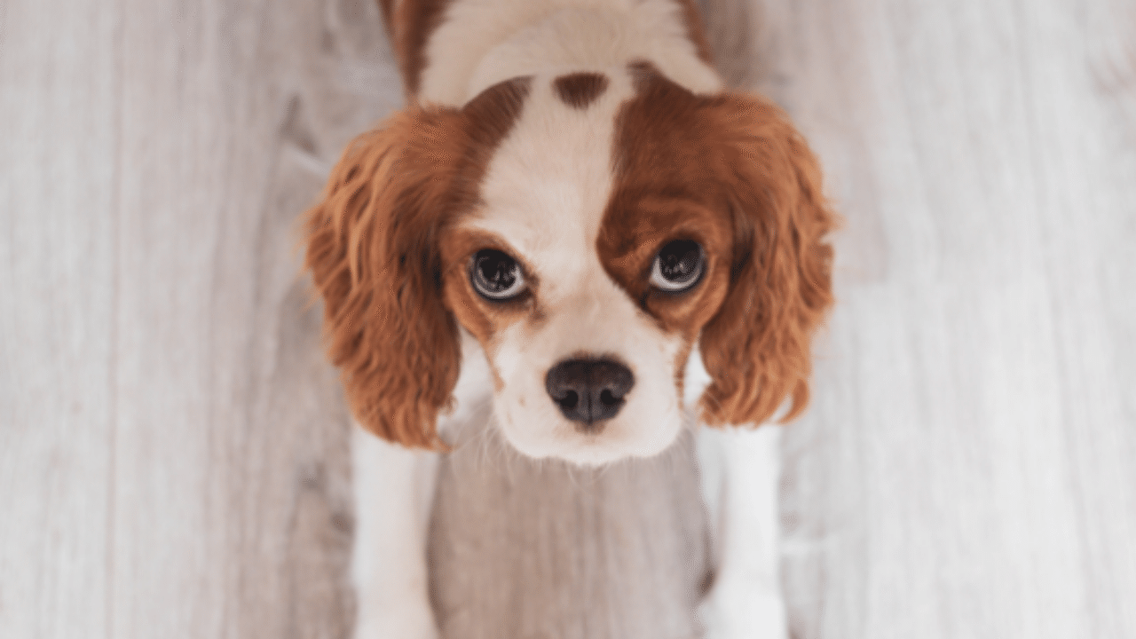 犬の無麻酔歯石除去に関して 一人の獣医師として思うこと 睦月とら子 Note 犬の無麻酔歯石除去に関して 一人の獣医師として思うこと 睦月とら子 Note