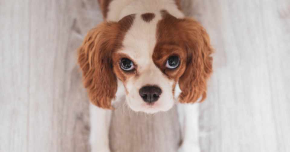 犬の無麻酔歯石除去に関して 一人の獣医師として思うこと 睦月とら子 Note
