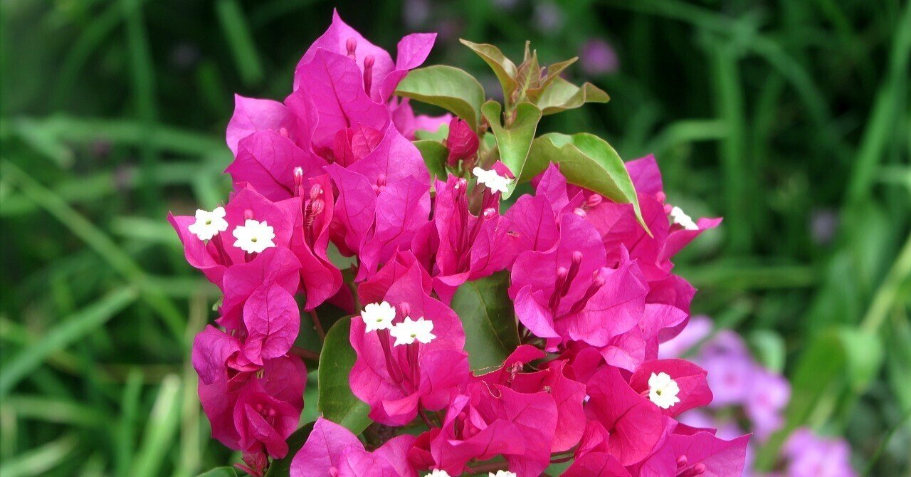 季節の花 ブーゲンビリア｜極楽鳥花植物園