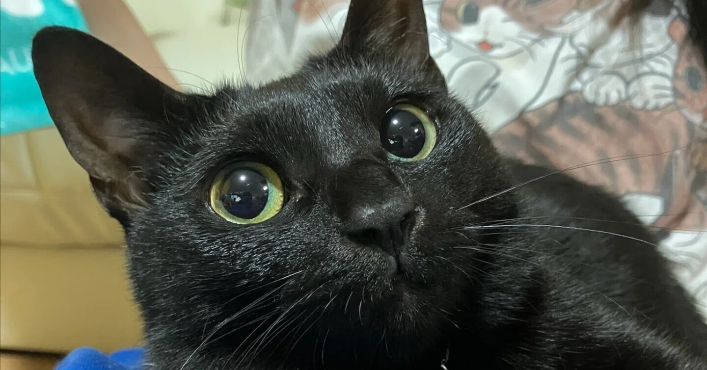 黒猫（感謝）の日？｜つなくろ