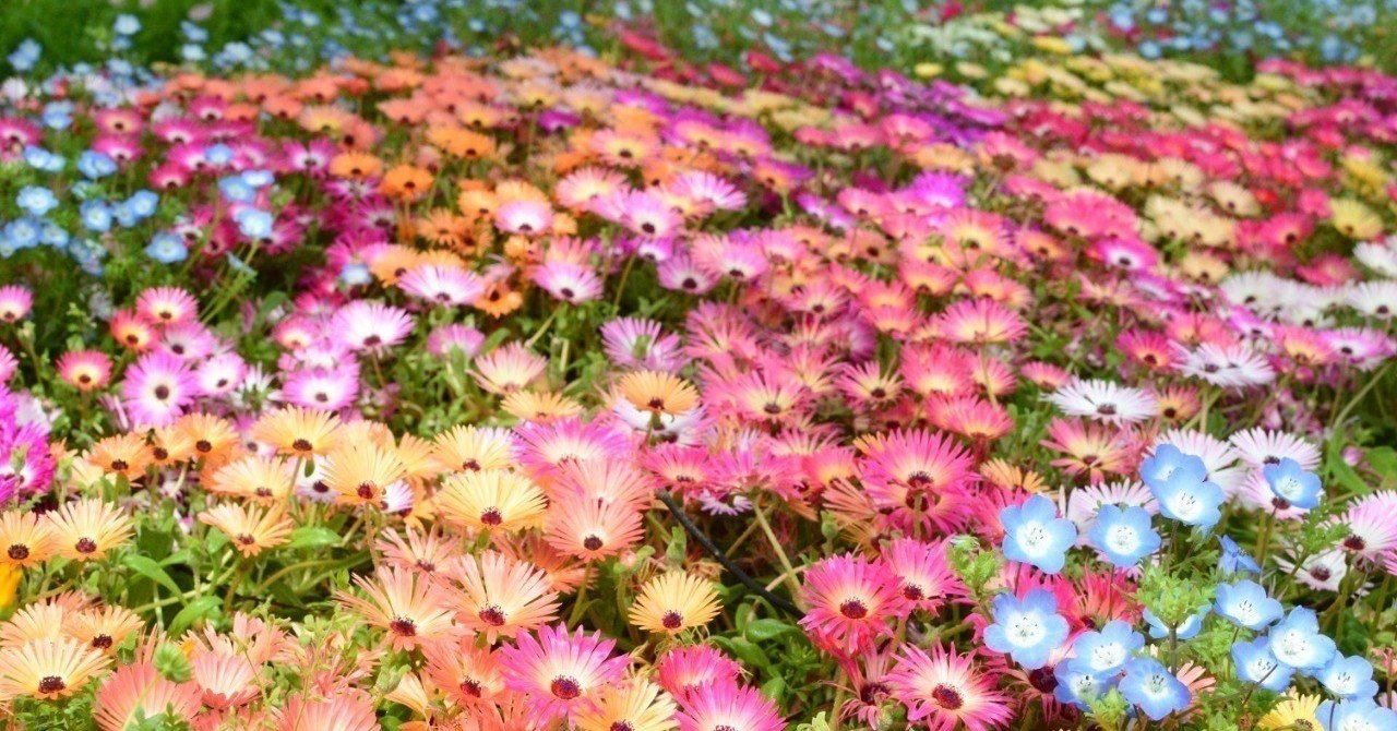 鏡の中の花 ヘンリー ジェイムズ デイジー ミラー 読了感想１
