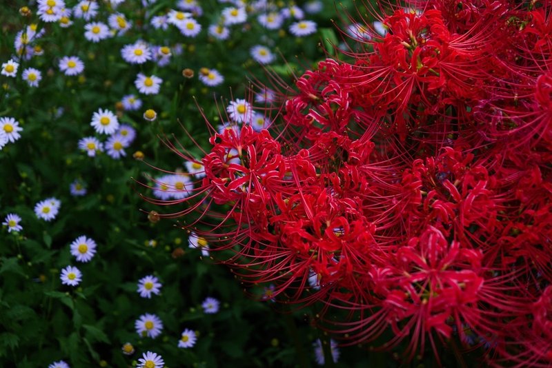 彼岸花のワスレモノ ヤマグチハルク Note