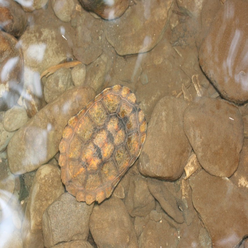 ストレスが溜まるとカメを探しに出かけます 翔一 Note