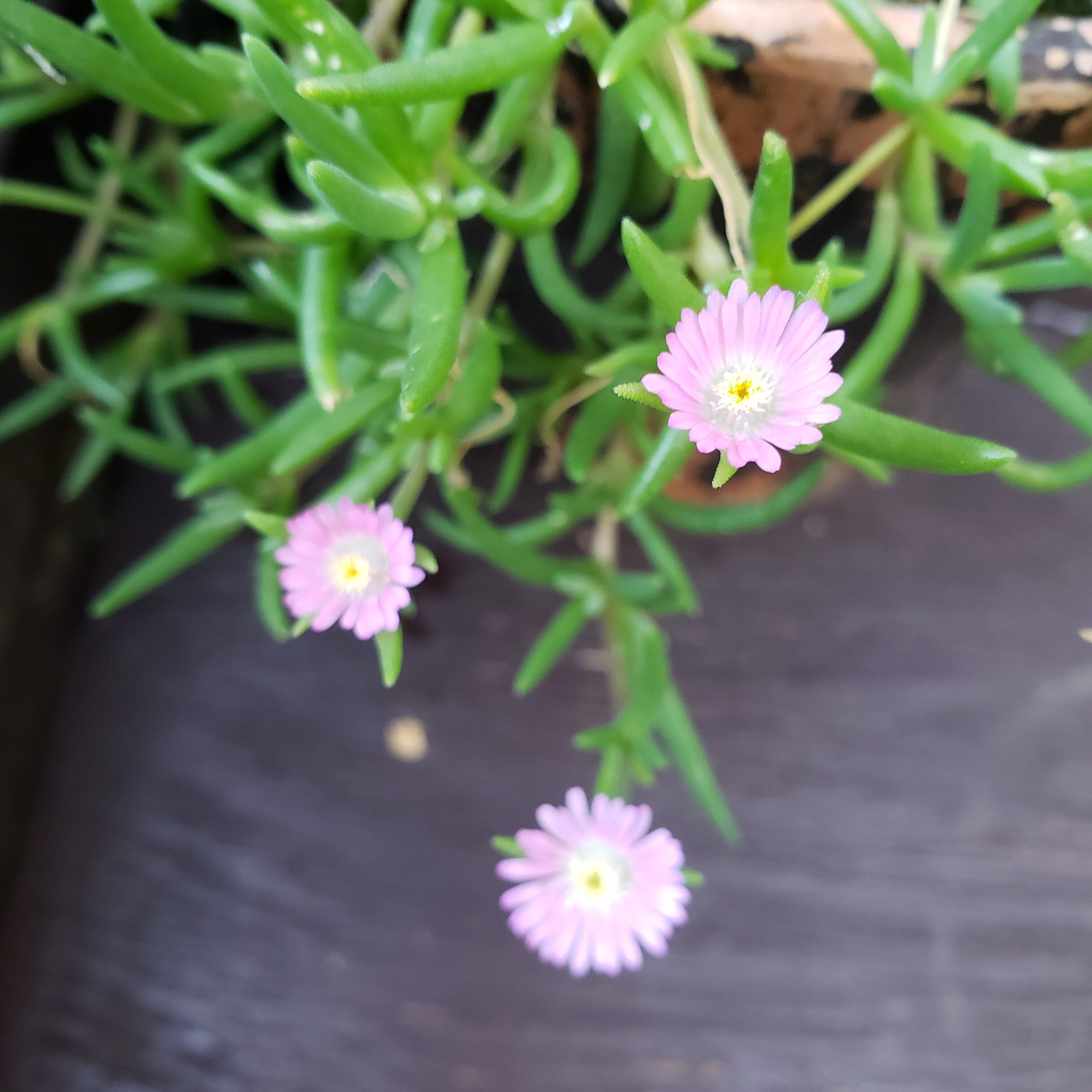 デロスペルマ【砂漠の宝石】ぽつりぽつりと咲いていました（7月28日