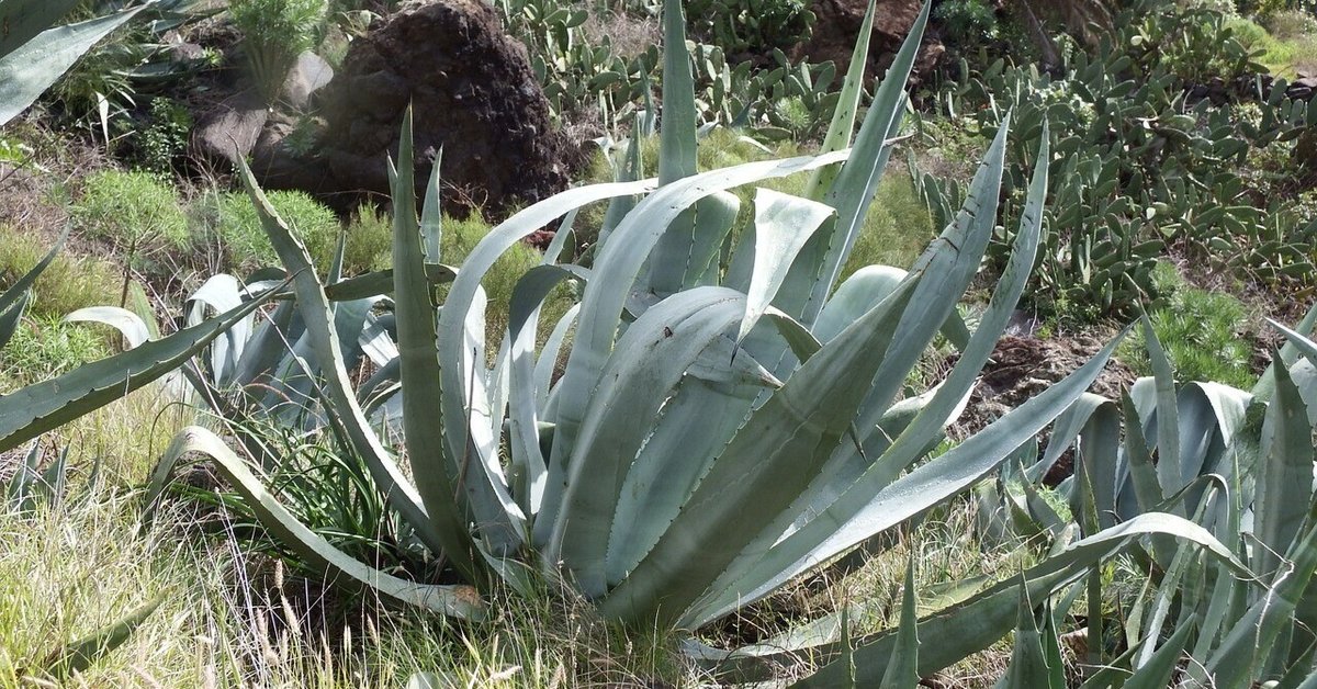 99、アガベ オテロイ 植え替え後発根管理中です！