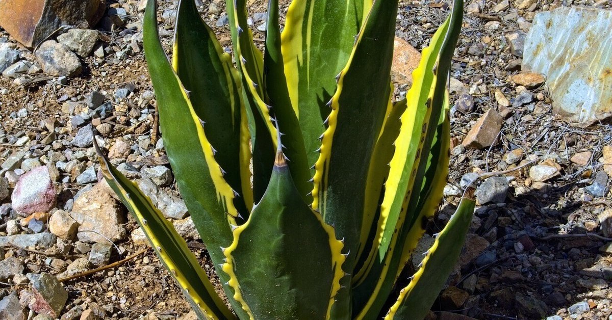 アガベ アメリカーナ 大2株 23日までの価格です 【公式通販】