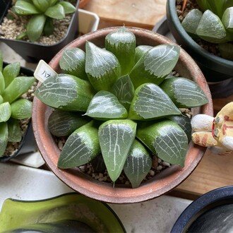 アストロフィツムカプトメデューサ実生④ 62〜164日目｜みーさぼ🌵🐰