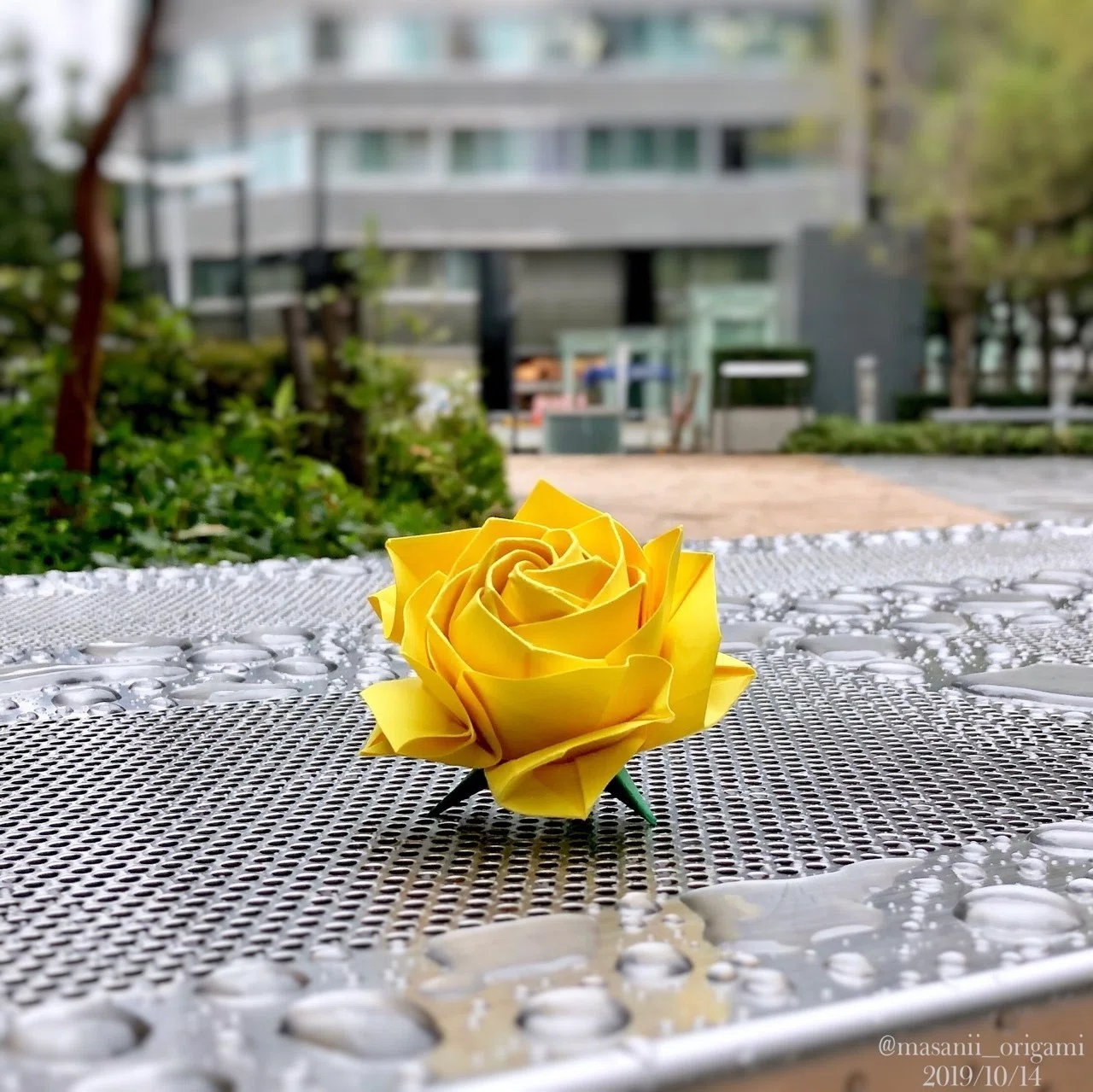 ニューモダンローズをモダンに撮る！ 〜街並みに映える「CANARY YELLOW