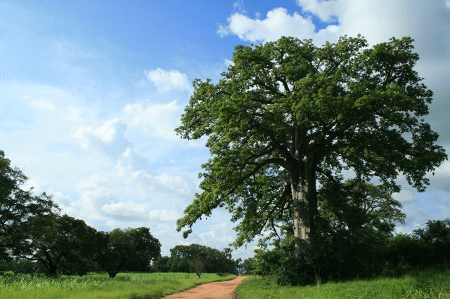 バタマリバ人の土地 クタマク 辺境 Note