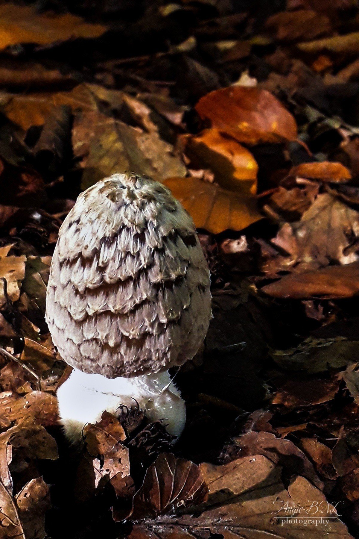 キノコの森｜Angie-BXL