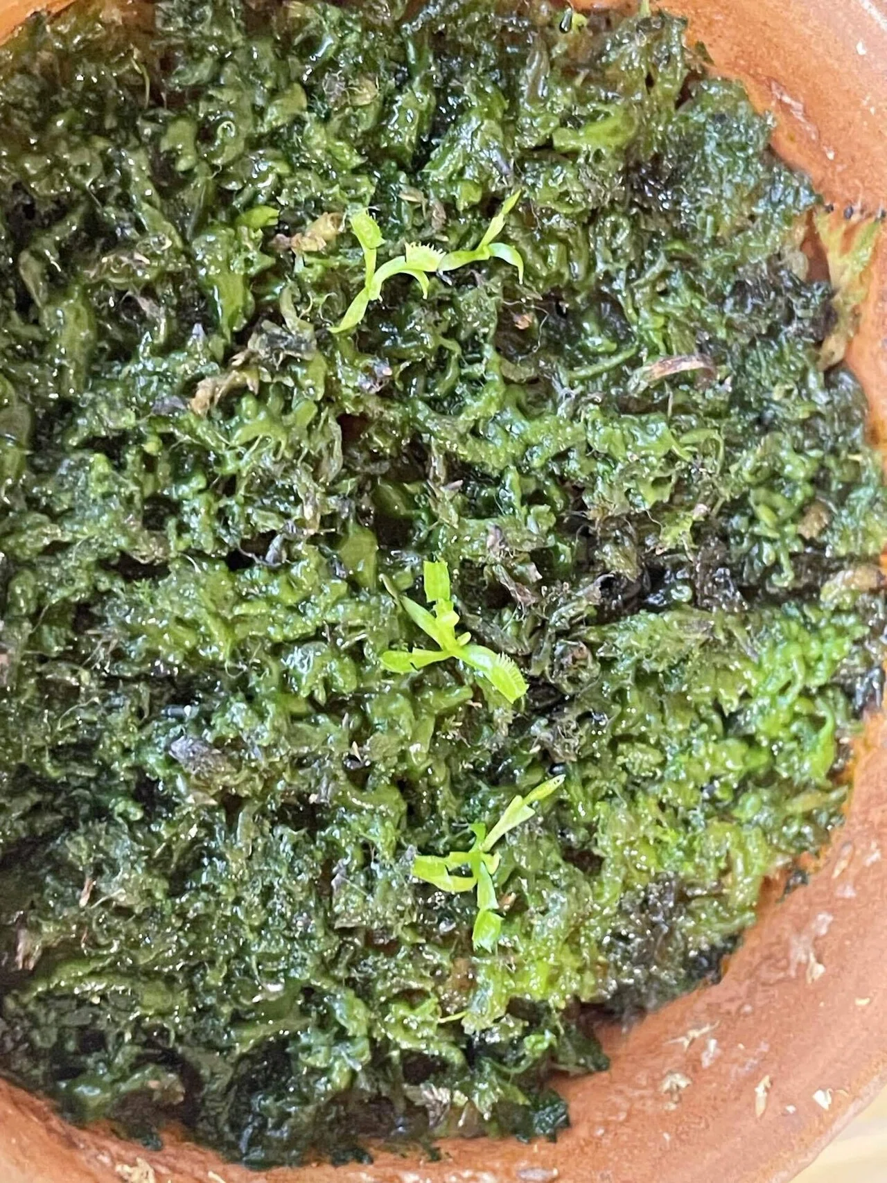 観葉植物 ハエトリソウ 実生 大きくなりそう
