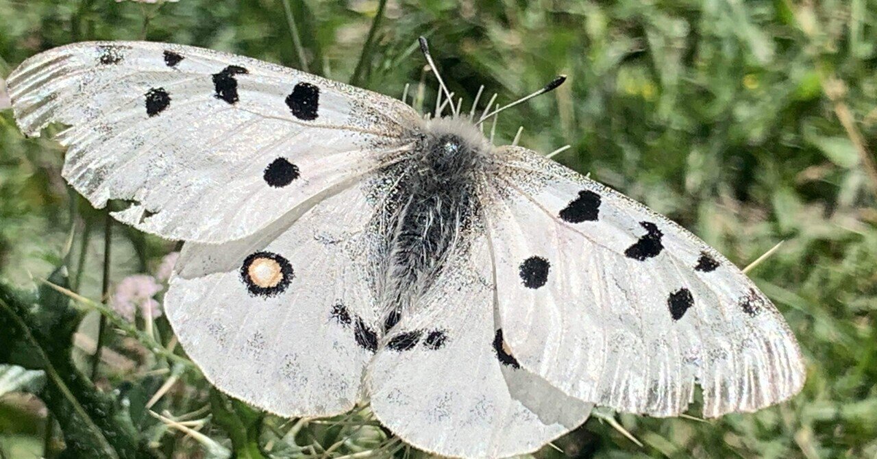 【外国産蝶標本】テンシャンウスバ♀1♂3/キルギス産.カザフスタン産 PIC00003-1-300x300.jpg