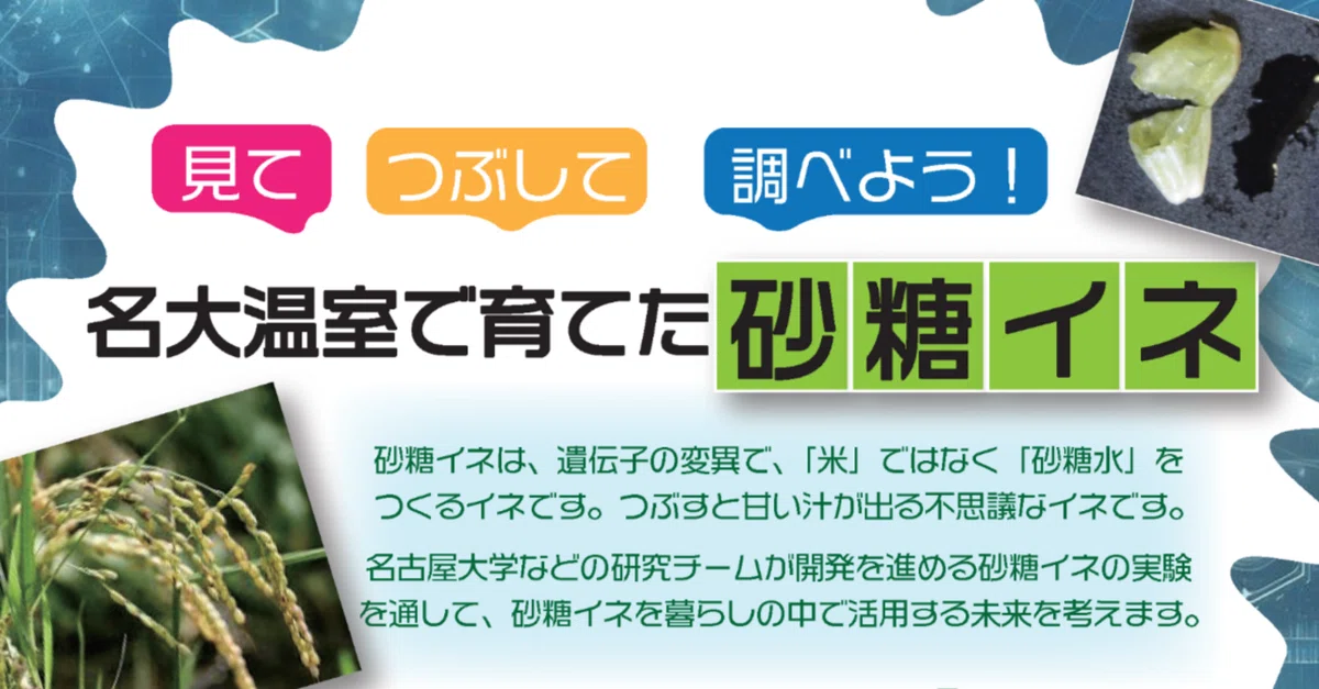 見て、つぶして、調べよう！名大温室で育てた砂糖イネ｜名古屋大学学術 