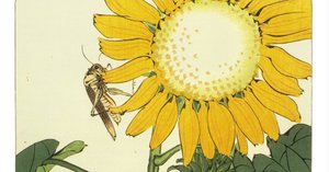 柴田光子 紫陽花 手巻き画絵巻 共箱 在銘 紙本 肉筆 立軸 WWKK205 柴田光子 / 牡丹 | 掛軸 - 野村美術