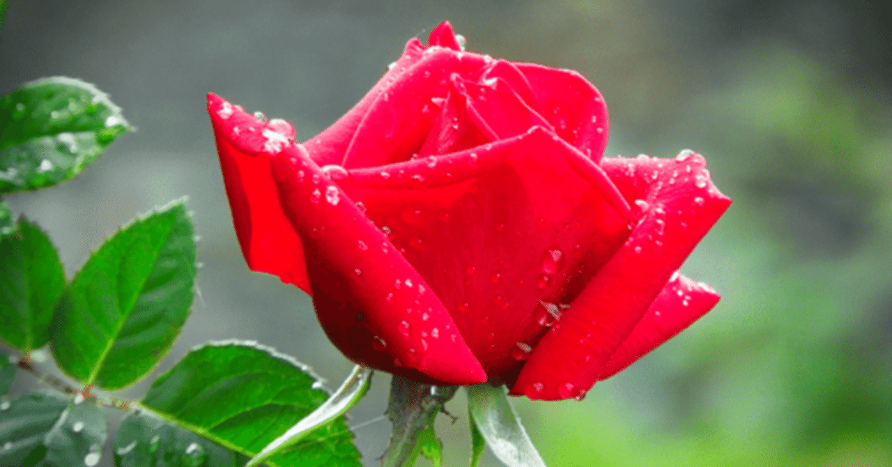チャクラカラーの赤い薔薇 チャクラカラーの赤い薔薇