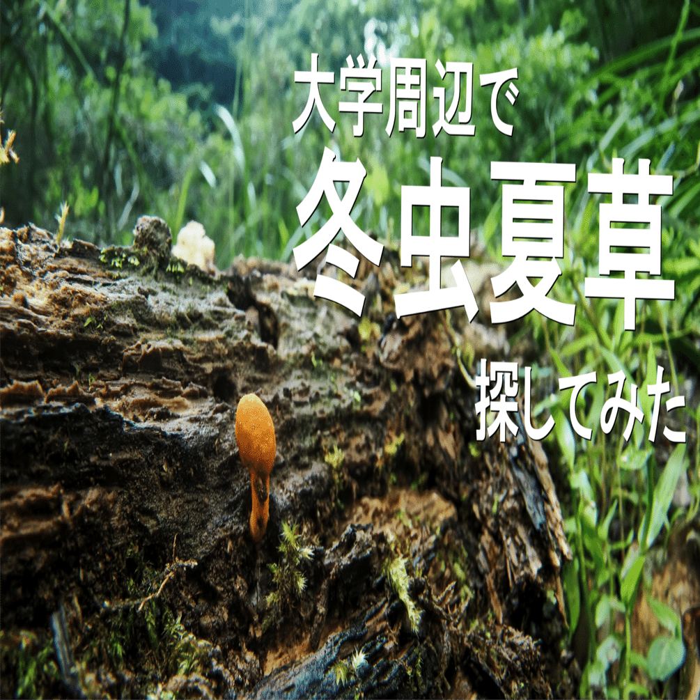 20 大学周辺で冬虫夏草を探してみた｜フィールドミュージアムOPEN AIR
