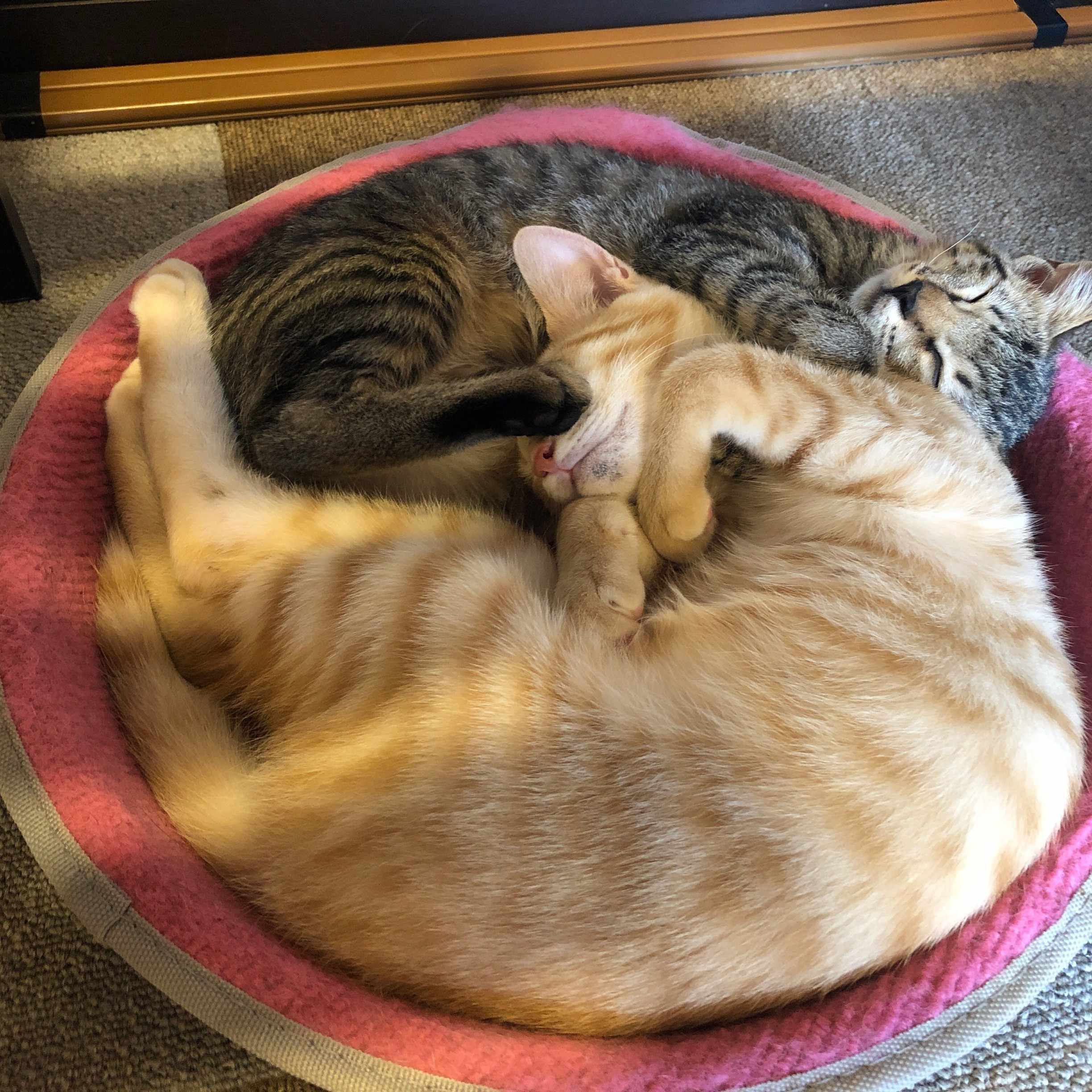 メギド72を始めたら自己肯定感が下がった ゆうり Note