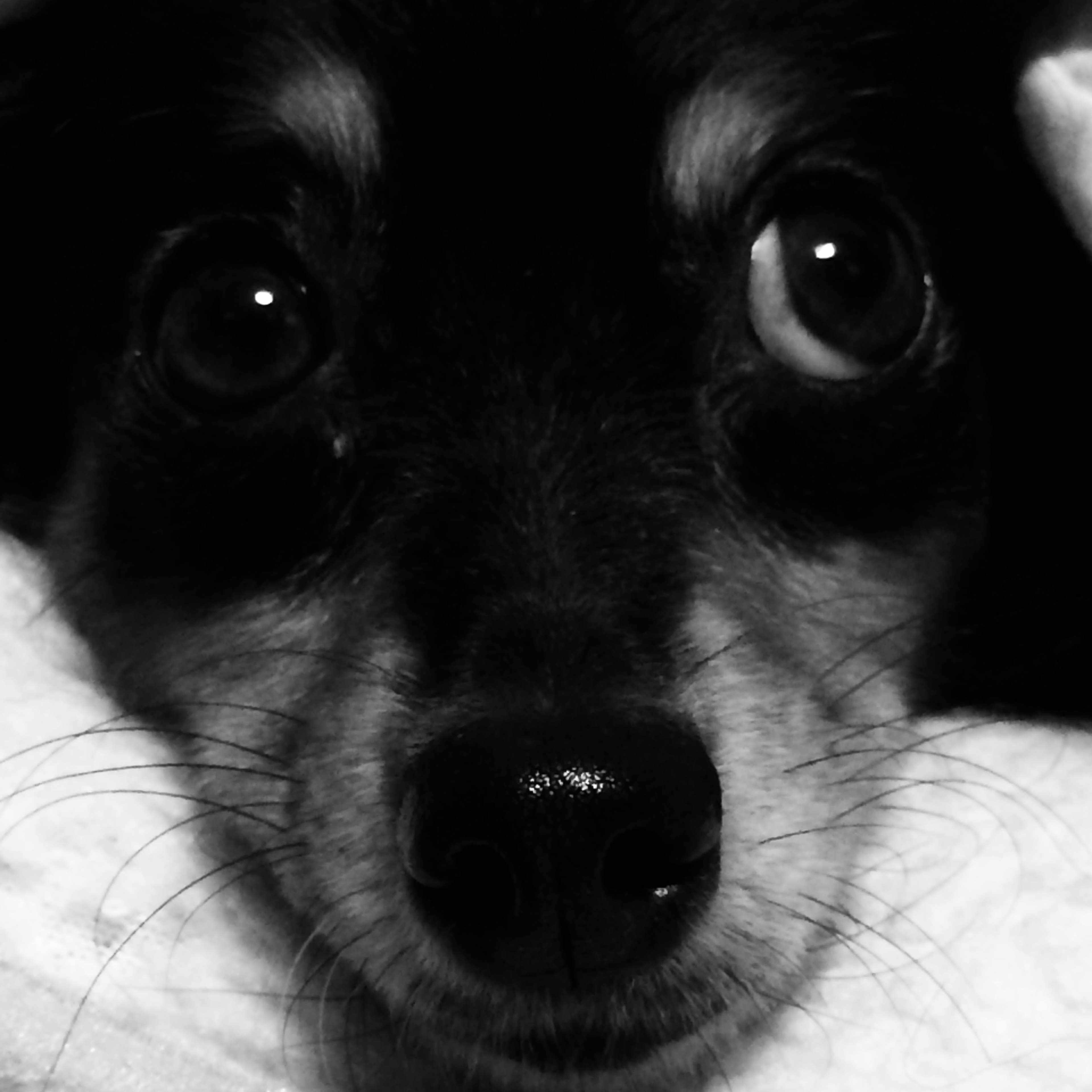 ［絶版］イシュマエル　ヒトに、まだ希望はあるか　2-B-1614 絶版］イシュマエル ヒトに、まだ希望はあるか 2-B-1614