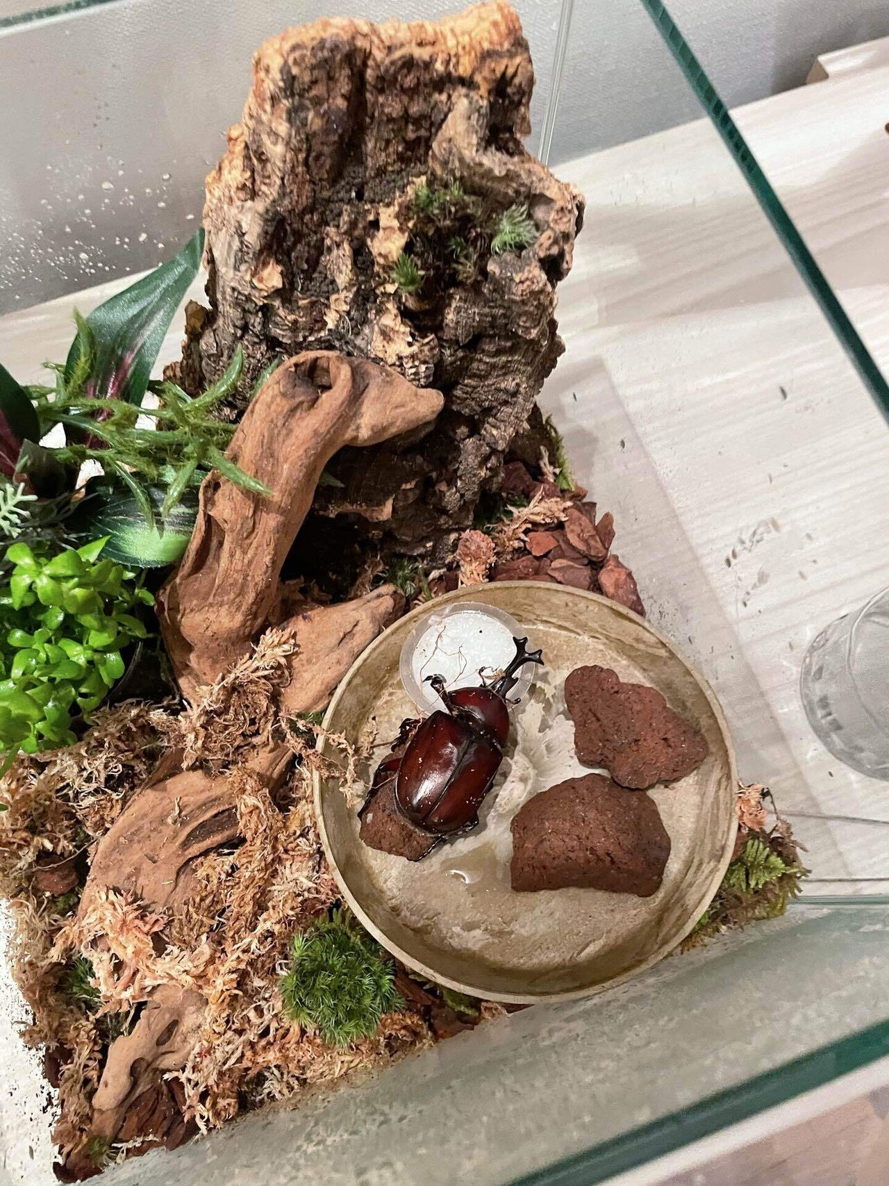 カブト×クワガタ×苔テラリウム｜muu。