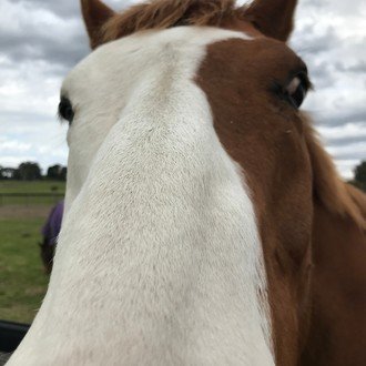 アニマルキングダム産駒を買ってはいけない Harappaのracing Magazine Note