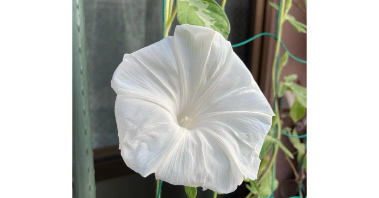朝顔の花が咲いた｜アンヌ