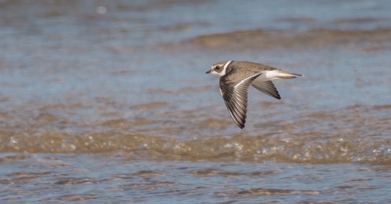 シカゴでバードウォッチング！】 Semipalmated Plover ｜ローリー