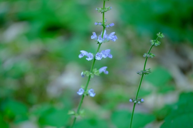 癒し系の秋の花 アキノタムラソウ Hhaannaaiihh Note