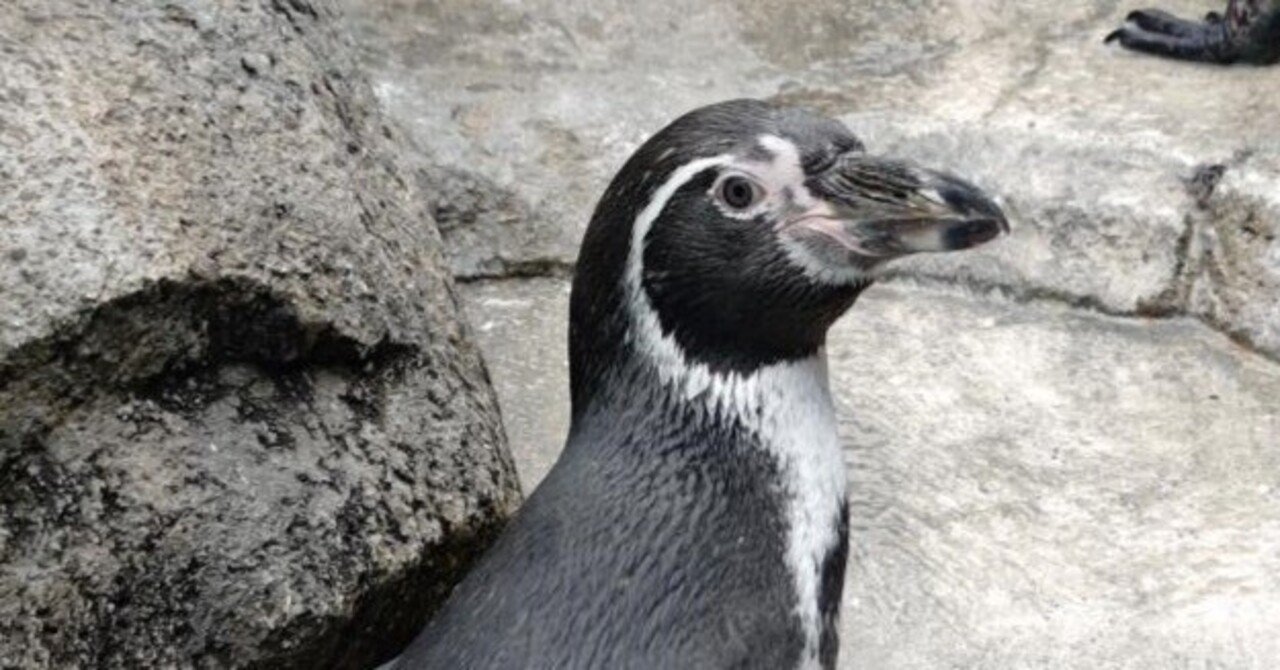 【ペンギンぷりん】 桂浜水族館：フンボルトペンギン6羽をミャンマーへ | 毎日新聞
