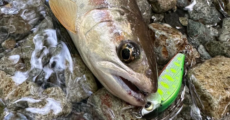 ハンクル エリアトラウト 管釣り トッピングフード ダブルダッチ