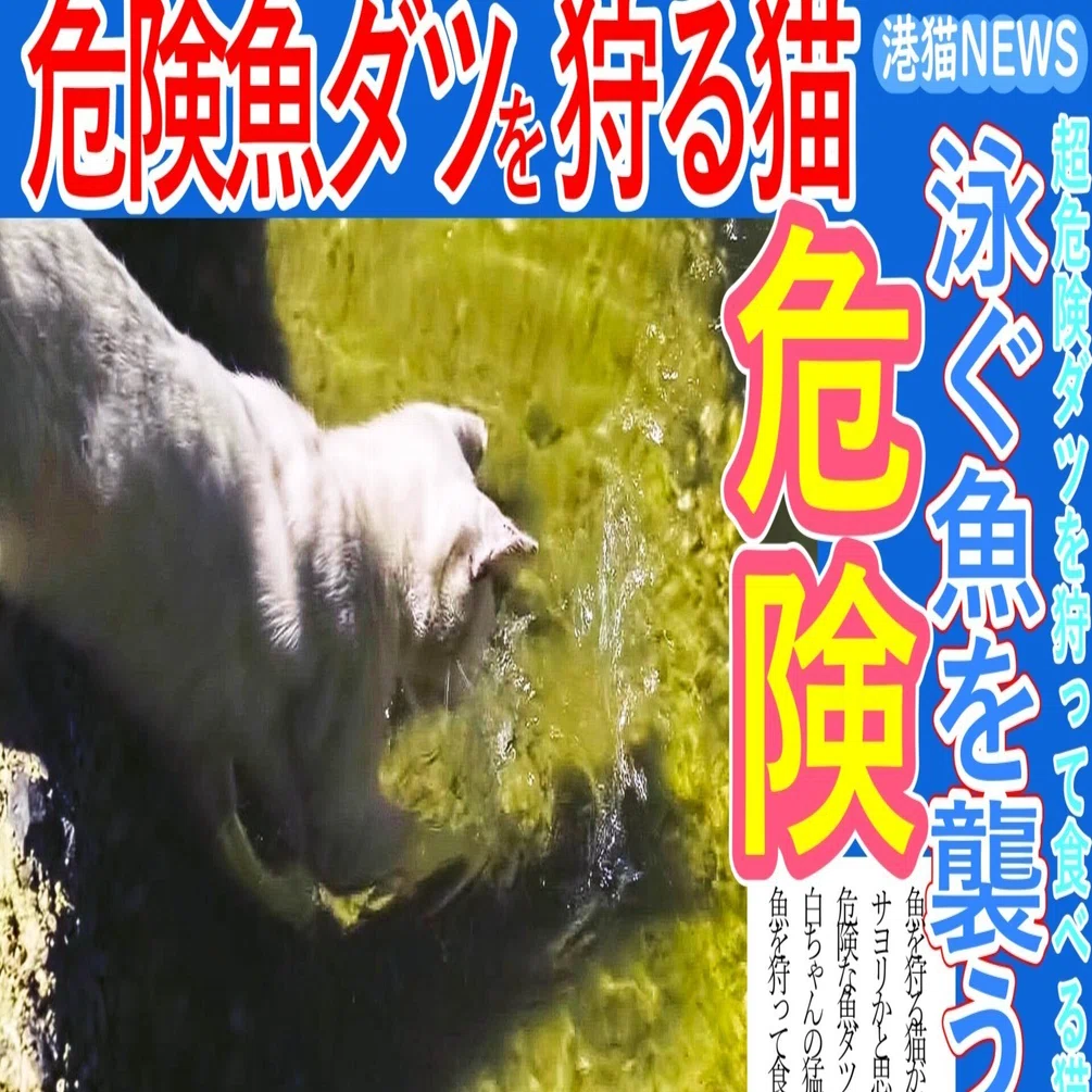 白む空に魚を狩る猫 魚を狩る猫!! 港猫ニュース「魚を狩る猫！！超危険魚ダツを襲う猫