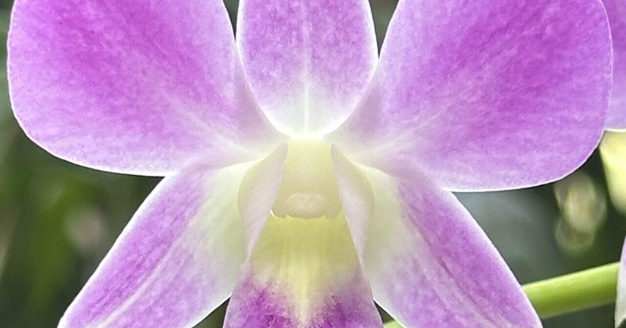 DENDROBIUM PHALENOPSIS｜EGGSEED