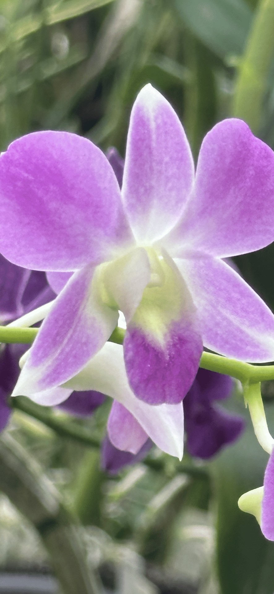 DENDROBIUM PHALENOPSIS｜EGGSEED