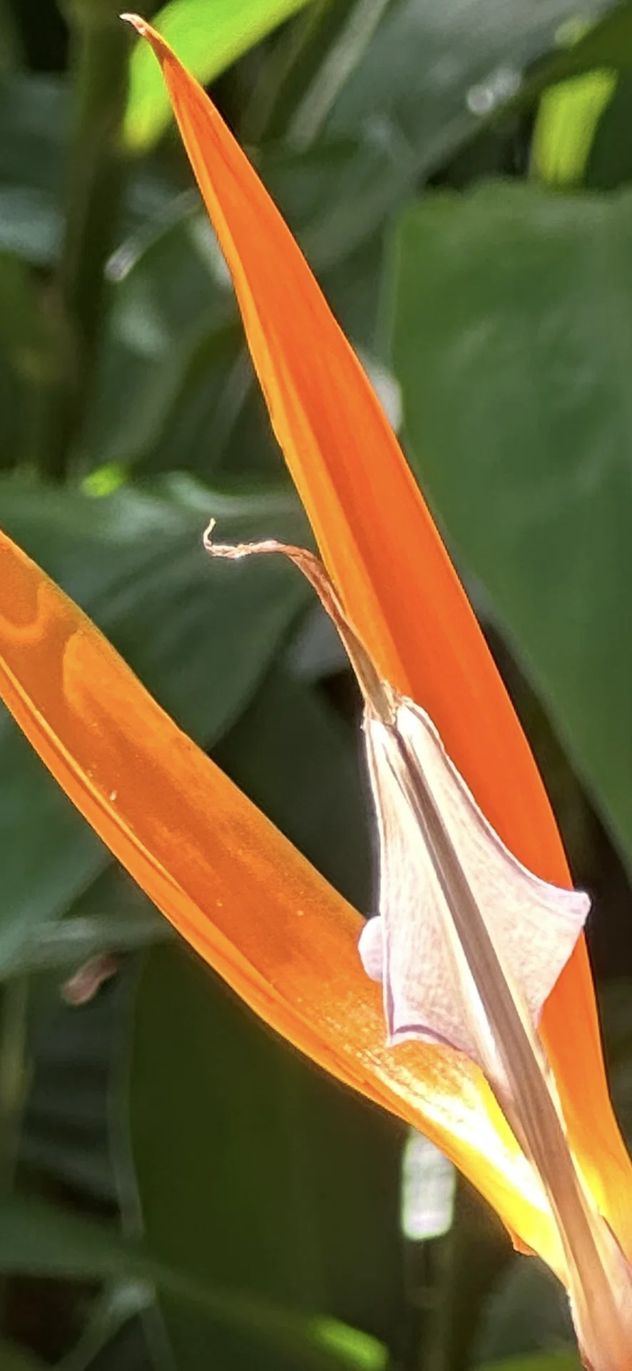 極楽鳥花、横から見るか？前から見るか？｜EGGSEED