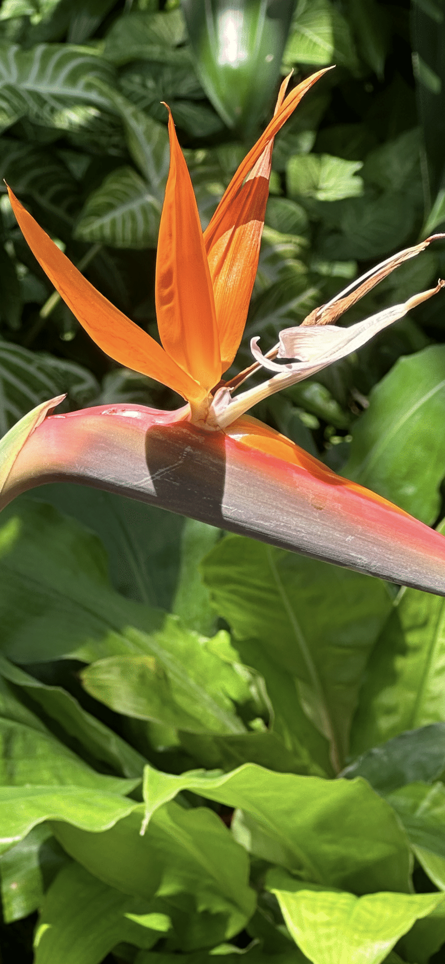 極楽鳥花　③ ストレリチア レギネ 極楽鳥花 3株植え 室内外