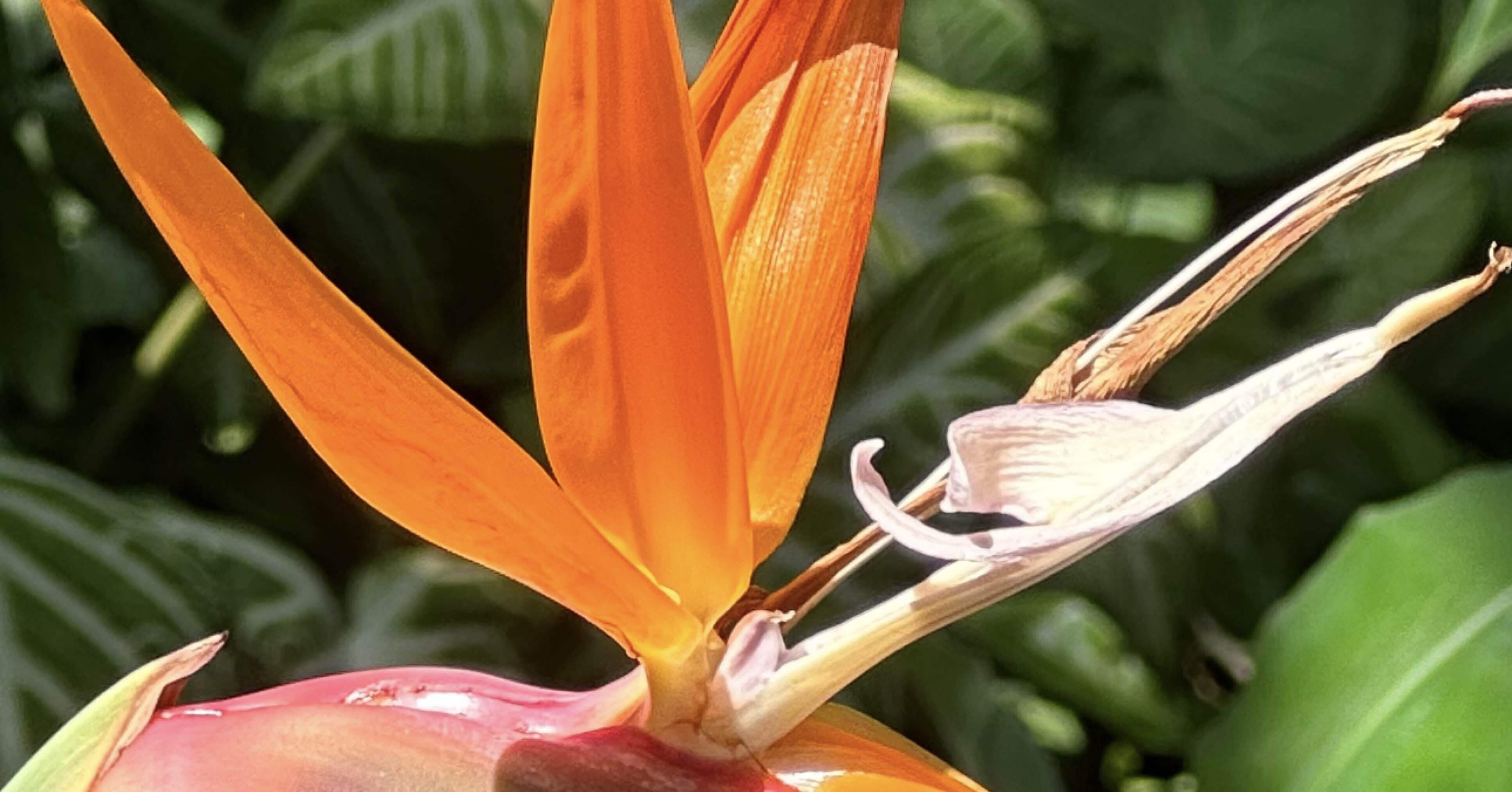 極楽鳥花、横から見るか？前から見るか？｜EGGSEED