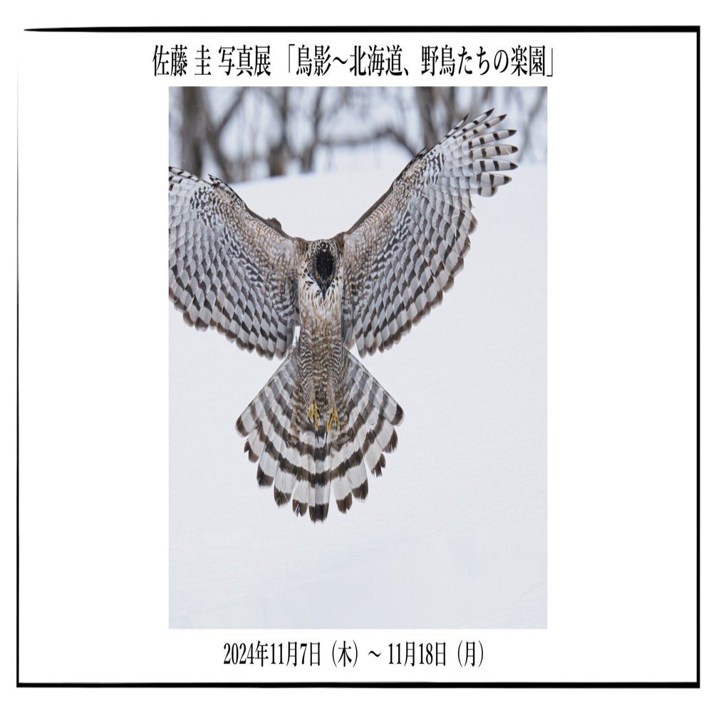 佐藤 圭 写真展『鳥影～北海道、野鳥たちの楽園』｜OM SYSTEM