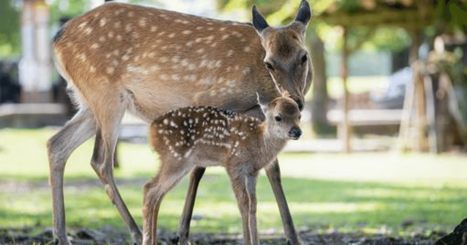 4874d193977aaf88ef2aec6bc6ccfb