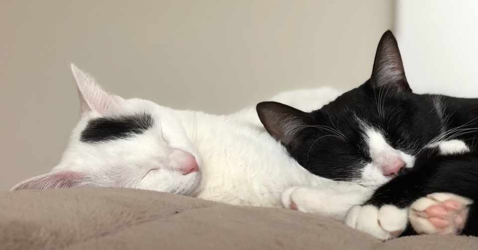 友達がなぜ増えないのか 友達が少ない人の話 ニワオニコ Note