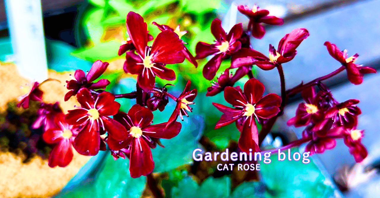 庭で育てる秋の山野草｜Cat rose 「ガーデニングブログ Cat Roseの庭より」