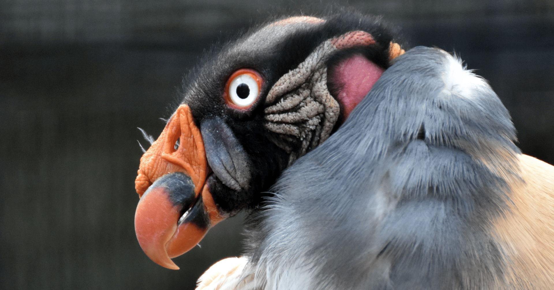 1番初めのコメント希望額‼️ はい…この前買い取ってすごくテンションが上がっておりましたが