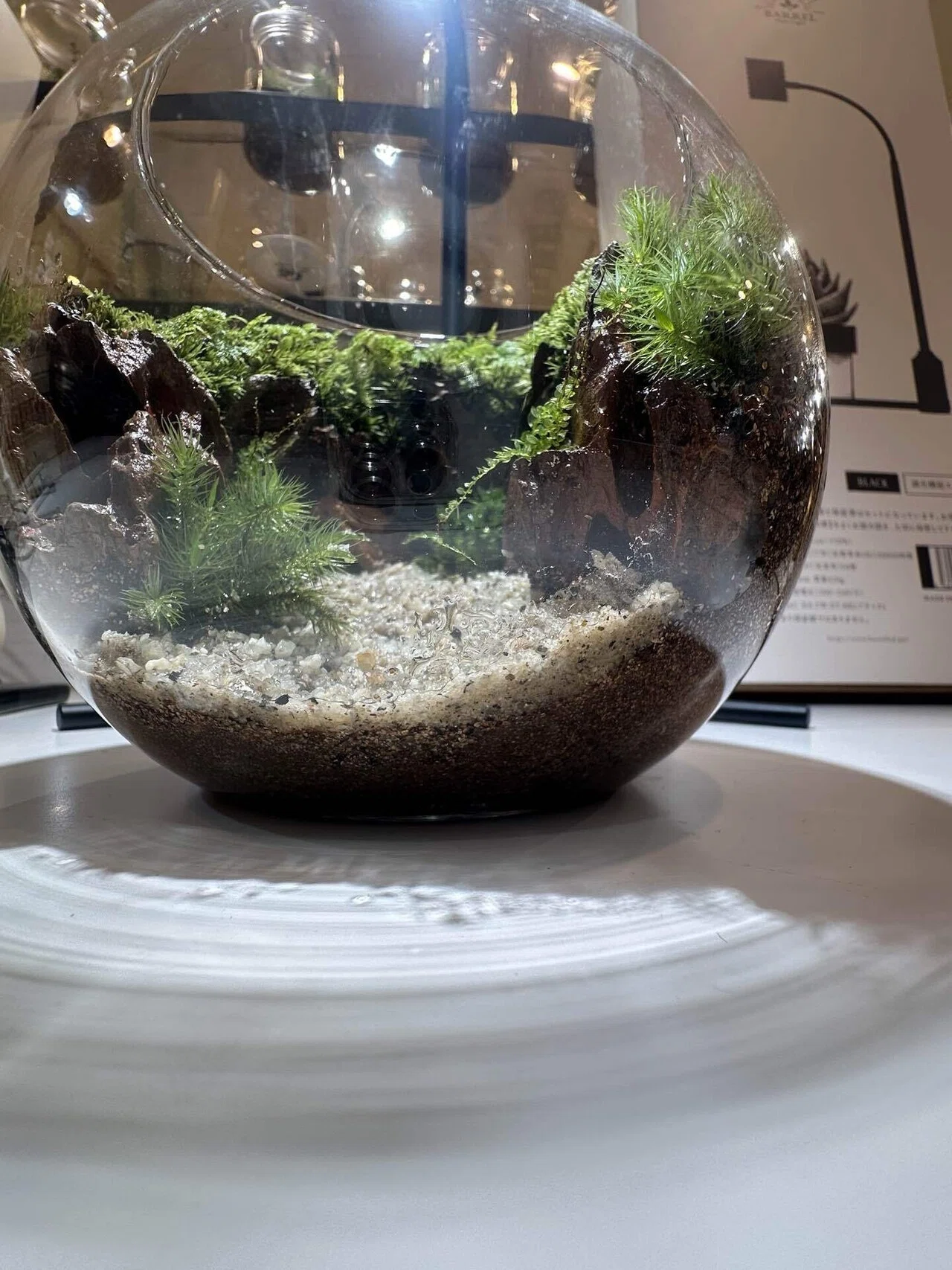 苔テラリウム(猫の休日) 洞穴の苔テラリウム|CoYou 苔テラリウム(猫の休日) 洞穴の苔テラリウム|CoYou