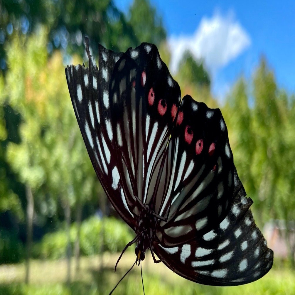夏の蝶｜季節花人 | Shoko Kondo