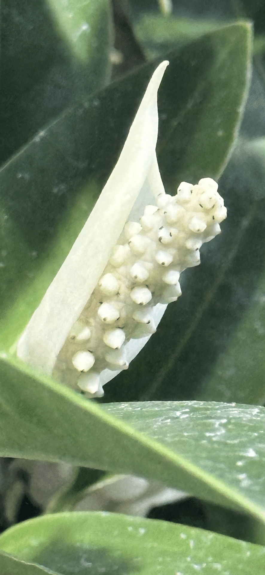 ANTHURIUM SCANDENS｜EGGSEED