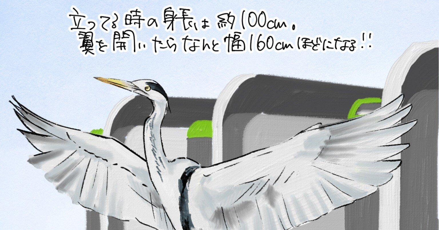 アオサギは翼を広げると160cm｜くますけ｜自然ガイド・クリエイター