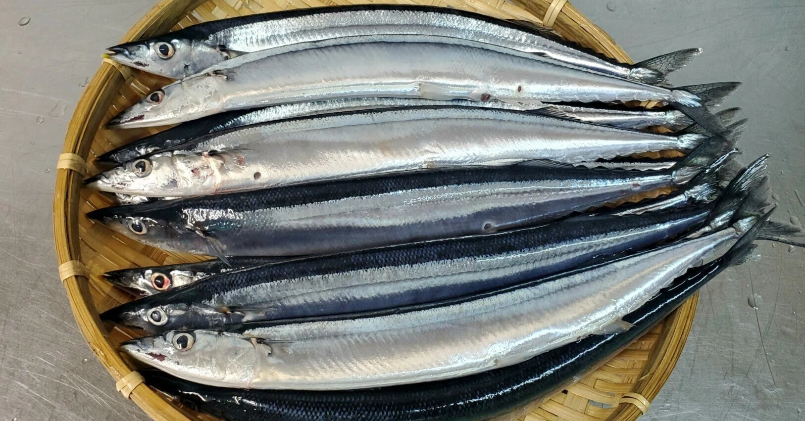 秋の味覚 大船渡港に待望の初秋刀魚！｜ofunato-onsen